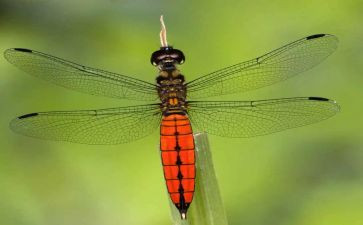 捉蜻蜓的教案8篇