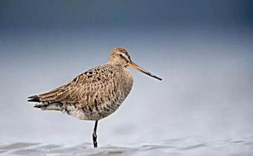 鹬的观后感400字模板5篇