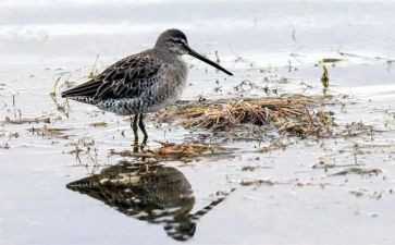 鹬的观后感400字最新8篇