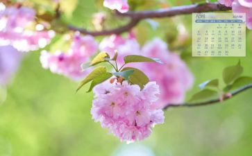 幼儿园4月份教师工作总结5篇