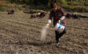 幼儿园播种子教案模板7篇