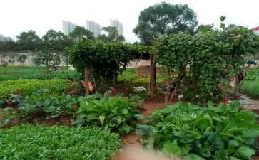 蔬菜买卖合同优质5篇