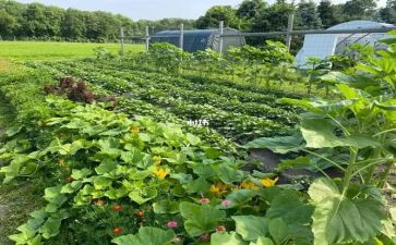 蔬菜买卖合同精选7篇