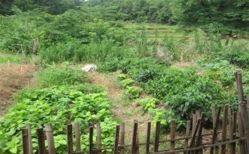 《菜根谭》读后感600字作文参考5篇(《菜根谭》：智慧的种子，启迪心灵)