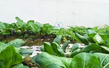 幼儿园洗蔬菜教案7篇