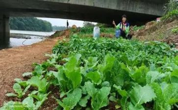 《菜根谭》读后感600字作文5篇(《菜根谭》：智慧的种子，启迪心灵)