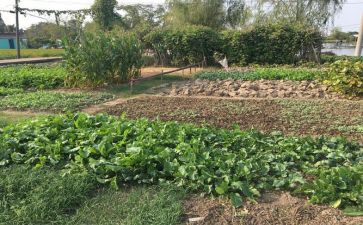 蔬菜买卖合同7篇