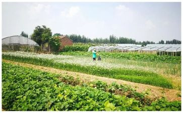 幼儿园洗蔬菜教案最新7篇