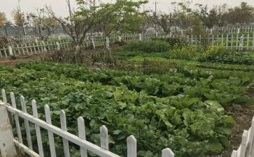 菜园里教案5篇