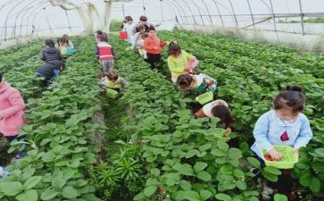 幼儿园采摘节活动方案5篇