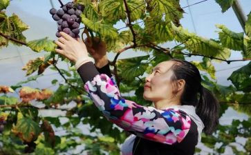 幼儿园采摘节活动方案7篇