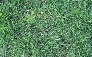 金色的草地读后感7篇(金色草地：七篇读后感)