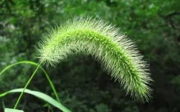 《草房子》读后感5篇()