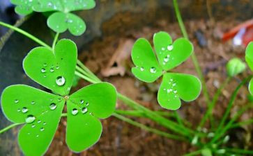 看《草房子》读后感推荐8篇