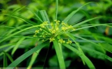 《草房子》读后感7篇(《草房子》：七篇读后感，启迪心灵)