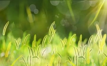 读《草原上的小木屋》有感优质5篇()