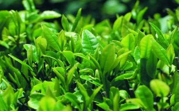 茶的感悟作文最新5篇