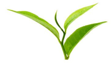 茶活动讲话稿通用7篇