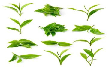 茶活动上的领导讲话稿8篇