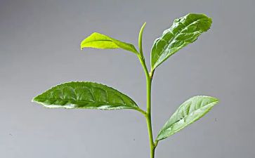 茶销售员的工作总结优质7篇