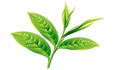 茶活动讲话稿推荐7篇