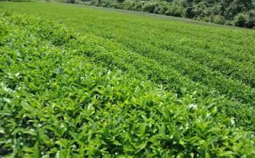 茶话活动总结6篇