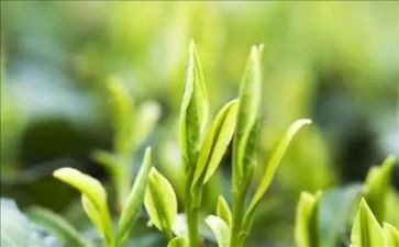 中班茶语言活动教案5篇