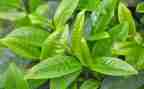 茶活动上的领导讲话稿最新6篇