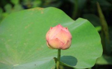 成长类作文400字推荐6篇