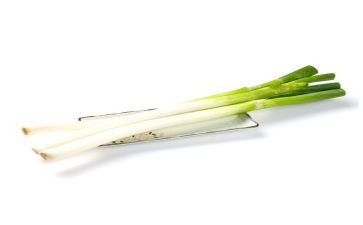 介绍葱的作文精选8篇