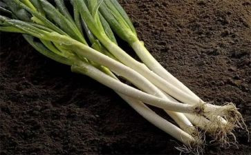 介绍葱的作文模板5篇