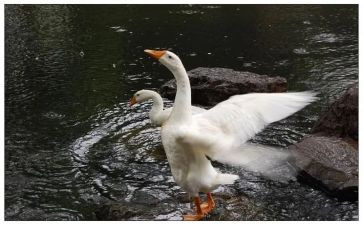 《咏鹅》教案7篇(《咏鹅》教案集锦:7篇优质指导,助力学生文学素养提升)