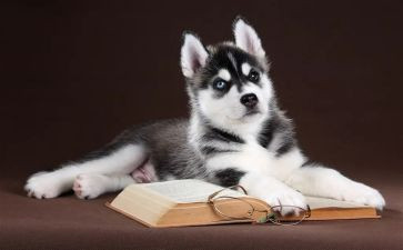 养狗的作文优质5篇(犬迷之选：养狗必读的5篇优质作文！)