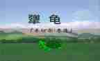 犟龟读后感精选7篇