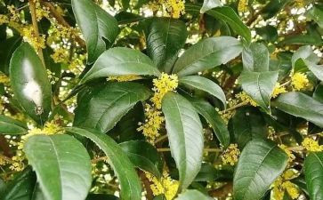 桂花糖的作文优质8篇