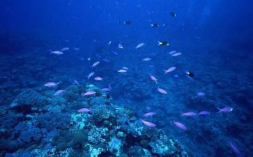 《海底两万里》读后感300字精选5篇(《海底两万里》：深海探秘，惊险刺激的冒险之旅)