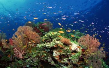 《海底两万里》的读后感通用5篇(深海奇遇：《海底两万里》读后感五篇)
