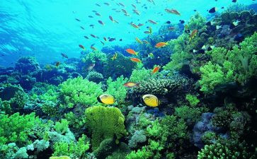《海底两万里》的读后感精选7篇(《海底两万里》：7篇精选读后感)