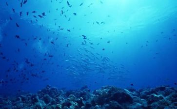 《海底两万里》的读后感最新5篇(深海探秘：《海底两万里》的五篇精彩读后感)