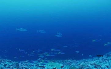 《海底两万里》的读后感参考6篇(《海底两万里》：深海探秘的奇幻之旅)