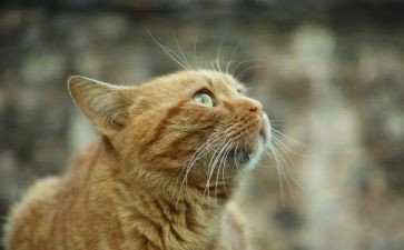 好奇心作文精选7篇