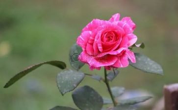 《桃花心木》读后感参考7篇()