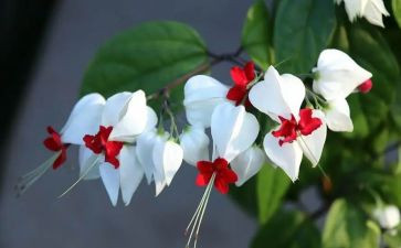 《朝花夕拾》读后感6篇(《朝花夕拾》：光阴流转，心灵的回忆)