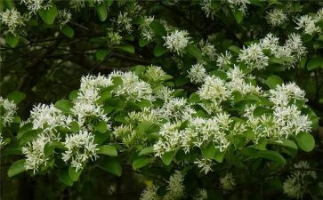 元宵节看花灯作文最新7篇(精彩绽放：元宵节赏花灯的乐趣)