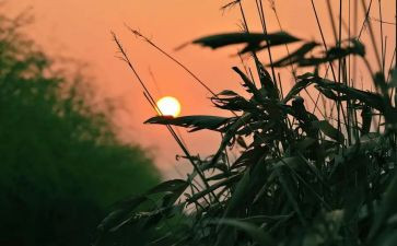 读秋天的怀念读后感最新5篇