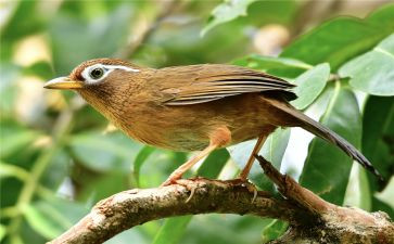 读画眉嘴国王读后感6篇