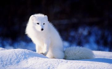 狡猾的狐狸的作文优秀6篇