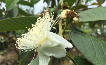 来穗中心工作总结6篇