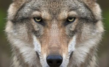 中班语言狼来了教案反思8篇