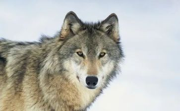 狼来了体育游戏教案反思6篇